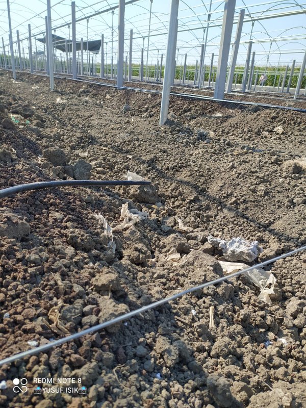 Ejder Meyvesi Serası